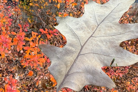 Why Fall Is the Perfect Time to Schedule Window Cleaning in Bourne